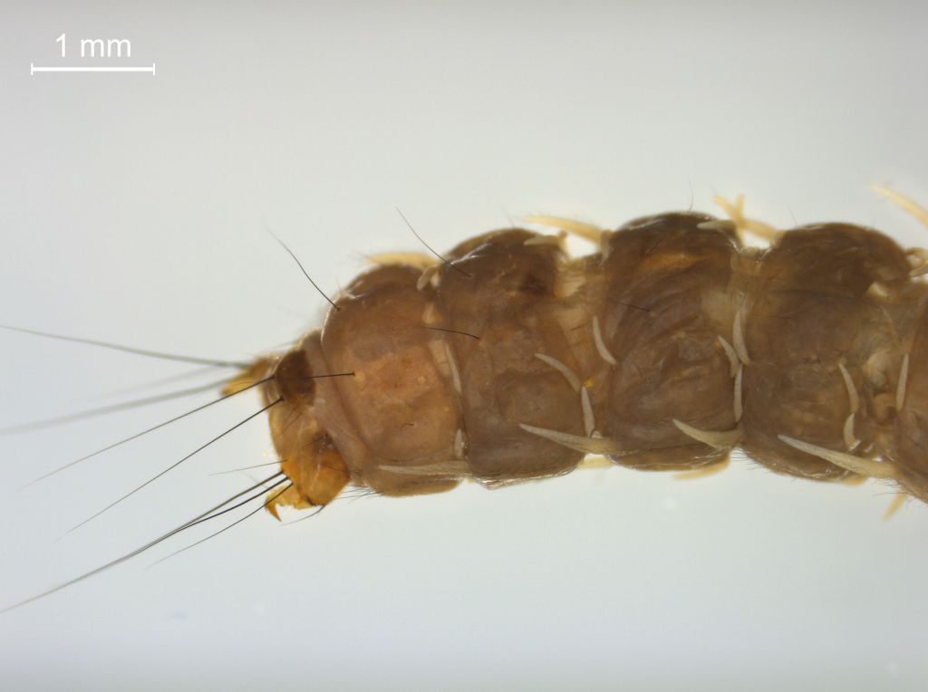 Agrypnia obsoleta